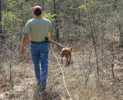 Red Lacy Dog on track